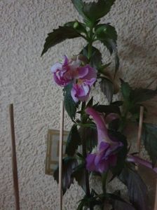 Messenger_creation_FF828DC8-0661-40FA-BD68-38AA8F942AA0 Messenger_creation_FF828DC8-0661-40FA-BD68-38AA8F942AA0