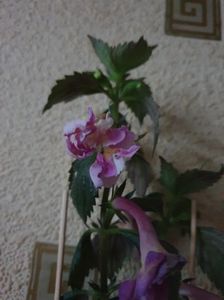 Messenger_creation_C1AAAF70-3671-4920-8CAB-9A20DEB6BE6A Messenger_creation_C1AAAF70-3671-4920-8CAB-9A20DEB6BE6A