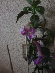 Messenger_creation_2101A567-EA87-4DE1-9A25-D340D266FD1F Messenger_creation_2101A567-EA87-4DE1-9A25-D340D266FD1F