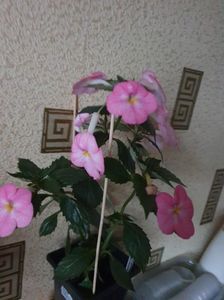 Messenger_creation_4AE3E41A-6928-43B5-B482-30783EF89554 Messenger_creation_4AE3E41A-6928-43B5-B482-30783EF89554