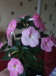 Messenger_creation_231107DD-AB25-486D-ABE0-2C9354C8441D Messenger_creation_231107DD-AB25-486D-ABE0-2C9354C8441D