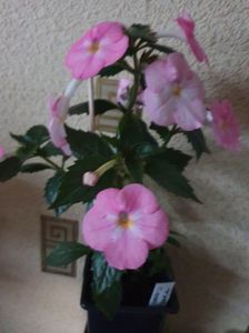 Messenger_creation_97945B34-5DD5-47D6-AFE7-623E425EEE0C Messenger_creation_97945B34-5DD5-47D6-AFE7-623E425EEE0C