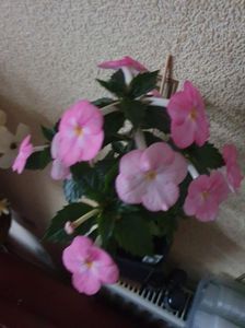 Messenger_creation_3D59BED0-A0B8-4792-98C9-D725D0369FDB Messenger_creation_3D59BED0-A0B8-4792-98C9-D725D0369FDB