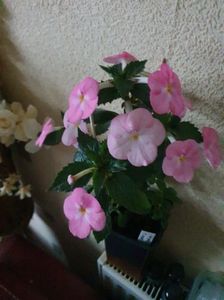 Messenger_creation_A036851F-F631-4928-8236-421364D0EB6E Messenger_creation_A036851F-F631-4928-8236-421364D0EB6E