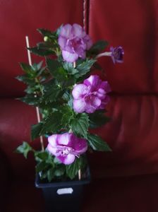 Messenger_creation_B93E9C8F-5BD3-463E-9086-2F9EA37E5E8F Messenger_creation_B93E9C8F-5BD3-463E-9086-2F9EA37E5E8F