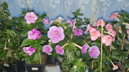 Messenger_creation_6F64D169-BD72-4BB1-BB04-6111DF9B69DE Messenger_creation_6F64D169-BD72-4BB1-BB04-6111DF9B69DE