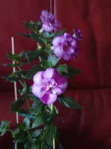 Messenger_creation_6D0DC4F3-CF51-4247-B1DC-B5048223A2B1 Messenger_creation_6D0DC4F3-CF51-4247-B1DC-B5048223A2B1