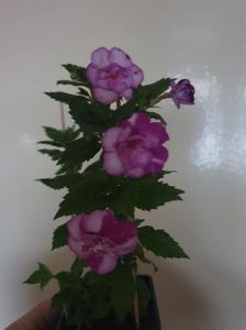 Messenger_creation_88E2EAF3-6097-49CB-AC63-B3022368FC1B Messenger_creation_88E2EAF3-6097-49CB-AC63-B3022368FC1B