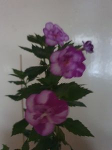 Messenger_creation_D96F634A-FAD1-4001-8CFC-C1F740011B49