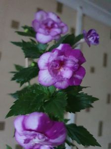 Messenger_creation_0CA34449-E31D-45D2-A37E-FAC2E0D21E28 Messenger_creation_0CA34449-E31D-45D2-A37E-FAC2E0D21E28