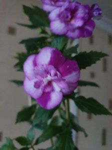 Messenger_creation_AC0A10F7-38C5-4510-9249-5BA2F2DE4B36