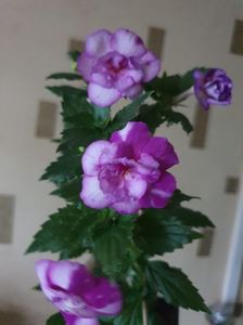 Messenger_creation_EC97A300-DDFC-459E-8030-373CBDA7BCB4 Messenger_creation_EC97A300-DDFC-459E-8030-373CBDA7BCB4