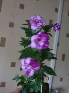 Messenger_creation_C5145806-B159-4ADF-AC74-73953F488BF3