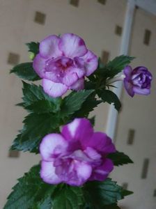 Messenger_creation_D2682AD6-B7A3-43AE-9421-C9797BFFE6F4