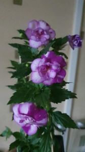 Messenger_creation_EB8A4EA0-AA6E-4AC8-BF29-B72D6DDDB11B