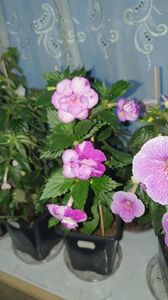 Messenger_creation_BA6E540C-84DB-457A-AC2D-BEEBED869DF0