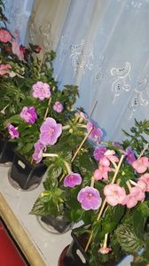 Messenger_creation_1F970F9D-AC2A-4175-9D21-83F323C8B0C1