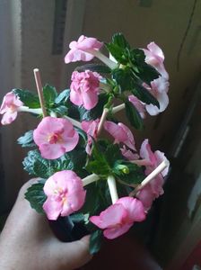 Messenger_creation_EED61540-0257-40FB-BB10-0B57086975A3 Messenger_creation_EED61540-0257-40FB-BB10-0B57086975A3