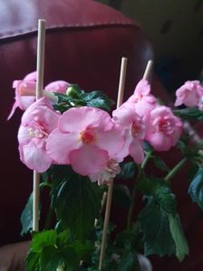 Messenger_creation_31EA871F-E41C-43CC-B03A-B9B62B766EBB Messenger_creation_31EA871F-E41C-43CC-B03A-B9B62B766EBB