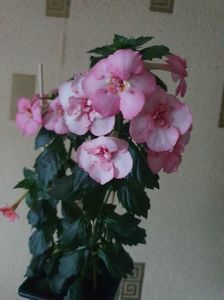 Messenger_creation_E2CA83AD-2885-4D31-A750-F8A3D4505F1D Messenger_creation_E2CA83AD-2885-4D31-A750-F8A3D4505F1D