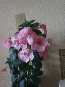 Messenger_creation_1EA3A3A4-04D3-4684-8274-5221E4D396A9 Messenger_creation_1EA3A3A4-04D3-4684-8274-5221E4D396A9