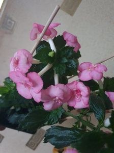 Messenger_creation_8ABAD90F-8233-42E9-93C6-704B3F8C26B8 Messenger_creation_8ABAD90F-8233-42E9-93C6-704B3F8C26B8