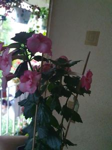 Messenger_creation_227B40F4-E9B7-4EE3-BCFB-110F4BA7BE00