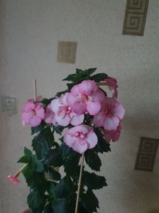 Messenger_creation_57E15448-113E-49BA-AB99-7A93FB9D946B