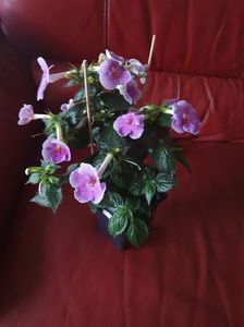 Messenger_creation_73701FE2-5A21-4425-BC15-BDE6338EAB07 Messenger_creation_73701FE2-5A21-4425-BC15-BDE6338EAB07