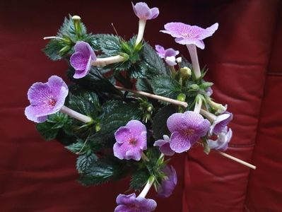 Messenger_creation_5A9249DD-44D4-4CAD-BA50-63322C83BD54