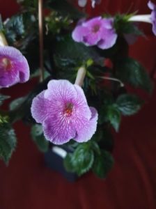 Messenger_creation_4D306837-41F5-4BC8-8433-9FE7B188C107