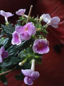 Messenger_creation_07885F14-DEDD-43FF-94EB-834D1DA81F67 Messenger_creation_07885F14-DEDD-43FF-94EB-834D1DA81F67