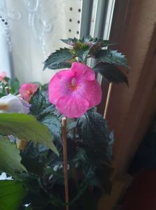 Messenger_creation_2D348095-2761-4C31-B024-BB3C6AB3A0DE Messenger_creation_2D348095-2761-4C31-B024-BB3C6AB3A0DE