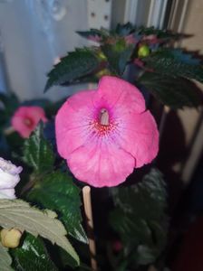 Messenger_creation_51B87886-573D-48EC-9BBD-8F2F0071298B Messenger_creation_51B87886-573D-48EC-9BBD-8F2F0071298B