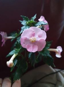 Messenger_creation_2CBDF5EC-ED60-45FB-8969-E69B2DDA592C Messenger_creation_2CBDF5EC-ED60-45FB-8969-E69B2DDA592C