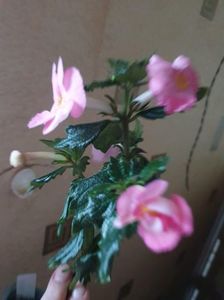 Messenger_creation_51F6C72F-07DF-49A4-A4A0-86F4A495C639 Messenger_creation_51F6C72F-07DF-49A4-A4A0-86F4A495C639