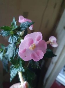 Messenger_creation_FEDF8423-D996-4DEB-9F30-D88FE4485FBF Messenger_creation_FEDF8423-D996-4DEB-9F30-D88FE4485FBF