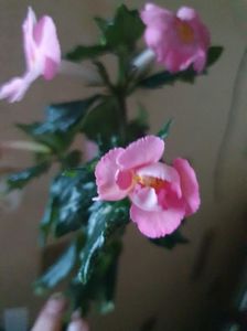 Messenger_creation_BDBA0258-11F2-436E-A768-1E8129AAFA9B Messenger_creation_BDBA0258-11F2-436E-A768-1E8129AAFA9B