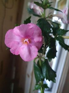 Messenger_creation_8DA715A5-26E7-4395-9E72-20D4C0FDCB76 Messenger_creation_8DA715A5-26E7-4395-9E72-20D4C0FDCB76