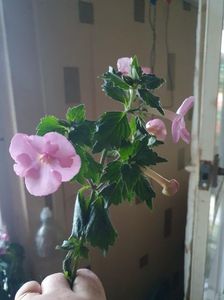 Messenger_creation_037AC2DA-A198-4754-B120-9106739A561B Messenger_creation_037AC2DA-A198-4754-B120-9106739A561B