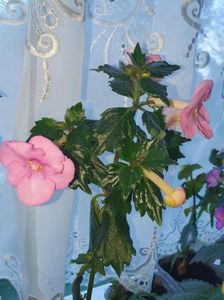 Messenger_creation_DE017074-5802-4D45-BF3C-53B26B429BFF Messenger_creation_DE017074-5802-4D45-BF3C-53B26B429BFF