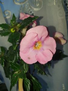 Messenger_creation_FEA6A369-FFB7-4000-A054-2CEFF708C951 Messenger_creation_FEA6A369-FFB7-4000-A054-2CEFF708C951