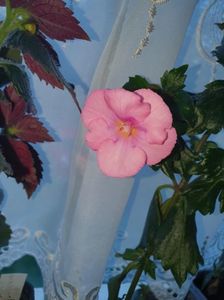 Messenger_creation_38D4C098-E51F-4F19-A0E8-9882D39102FA Messenger_creation_38D4C098-E51F-4F19-A0E8-9882D39102FA