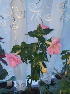 Messenger_creation_7148B245-AD4E-44BF-B556-A294E405B6DE Messenger_creation_7148B245-AD4E-44BF-B556-A294E405B6DE