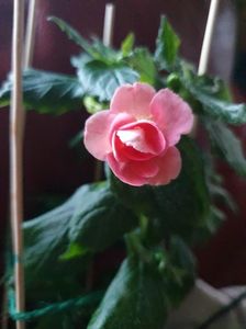 Messenger_creation_B32159E0-8E76-4861-AF97-5C6BB8CC0433