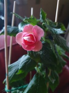 Messenger_creation_F2C0ACE4-56CB-47E3-90AC-B89FC5D5722E