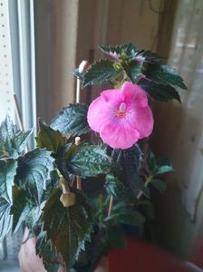 Messenger_creation_177310E6-7B0E-4A32-AF50-40CDCAE96C3A Messenger_creation_177310E6-7B0E-4A32-AF50-40CDCAE96C3A