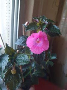 Messenger_creation_B578A9BF-7679-438E-8812-DB2AFFEEE241 Messenger_creation_B578A9BF-7679-438E-8812-DB2AFFEEE241