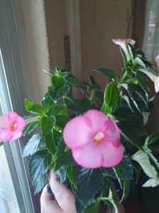 Messenger_creation_7DF98B69-E78C-4343-A86C-F3677DADF8F0 Messenger_creation_7DF98B69-E78C-4343-A86C-F3677DADF8F0