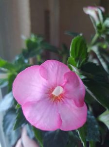 Messenger_creation_E6BF40A4-5477-4355-8FC4-FFA79D1BE21A